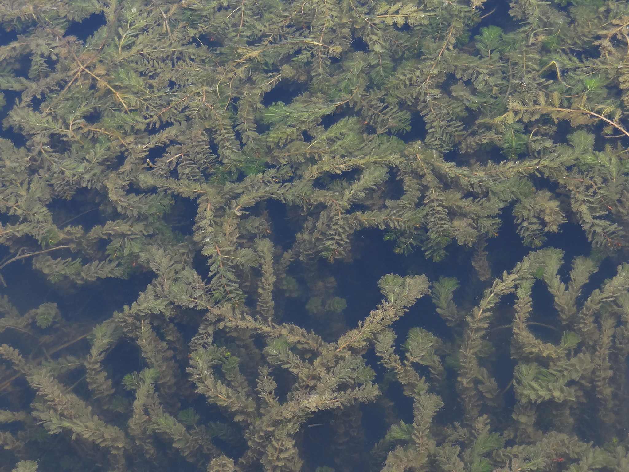 Myriophyllum spicatum
