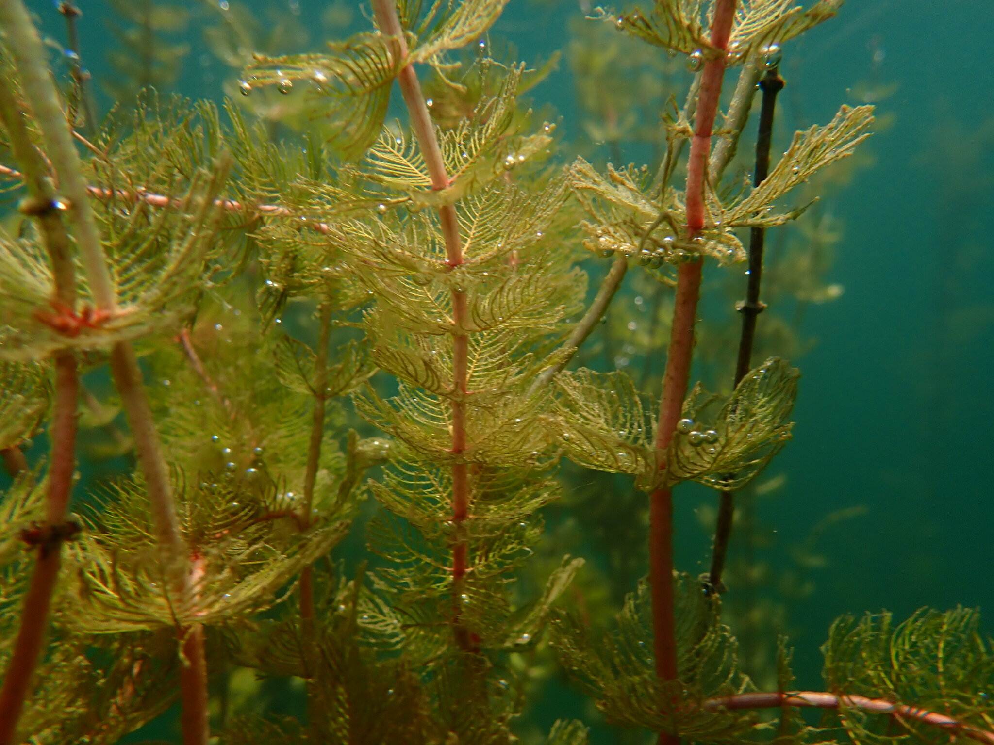 Myriophyllum spicatum