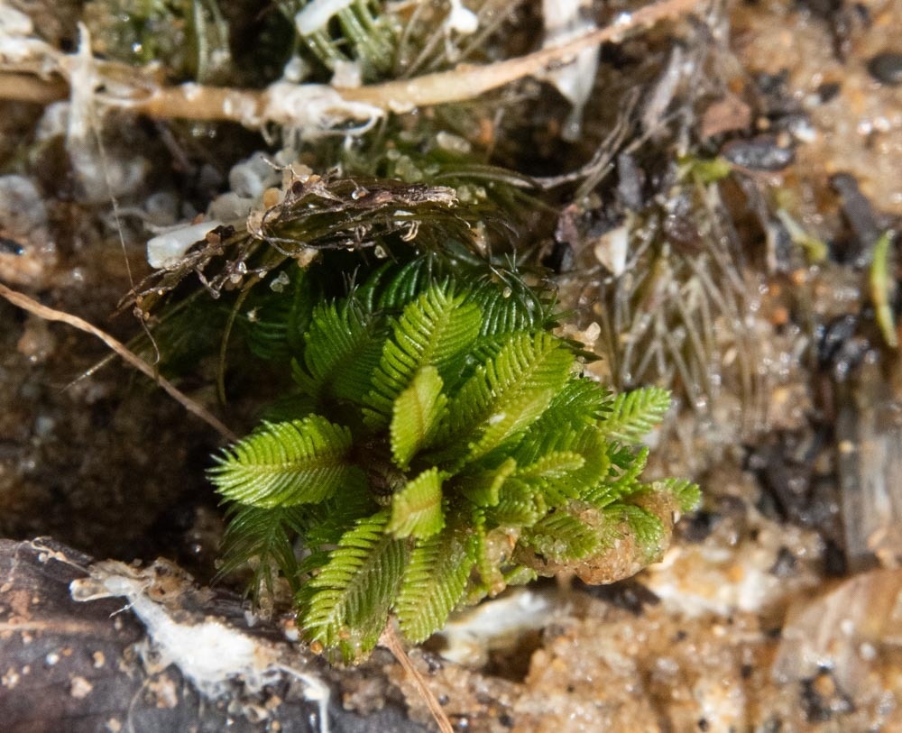 Myriophyllum spicatum