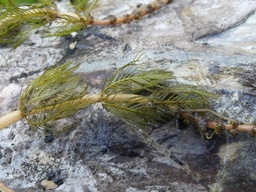 Myriophyllum spicatum