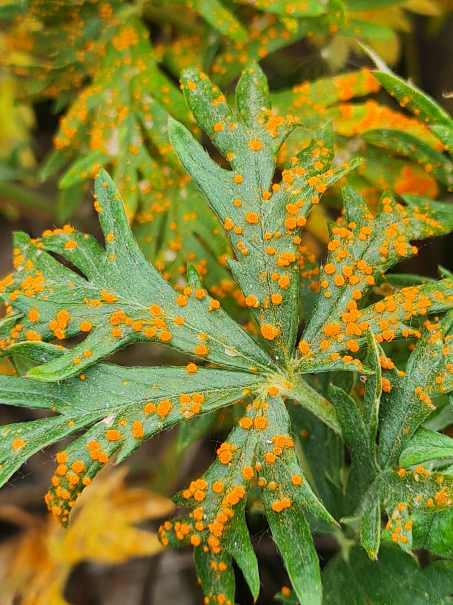 Phragmidium potentillae
