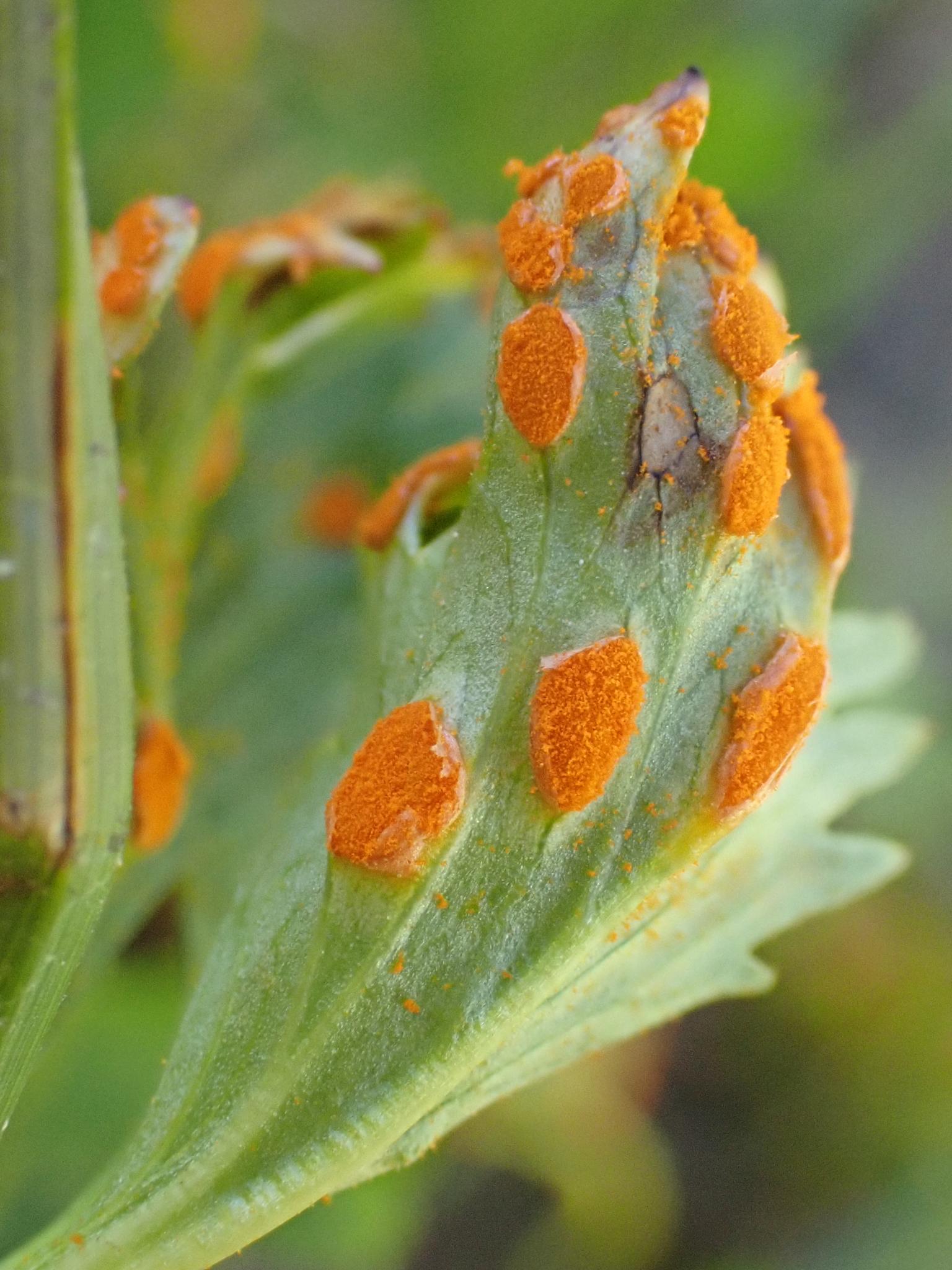 Phragmidium potentillae