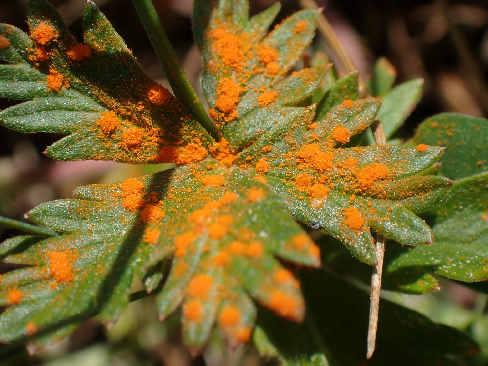 Phragmidium potentillae