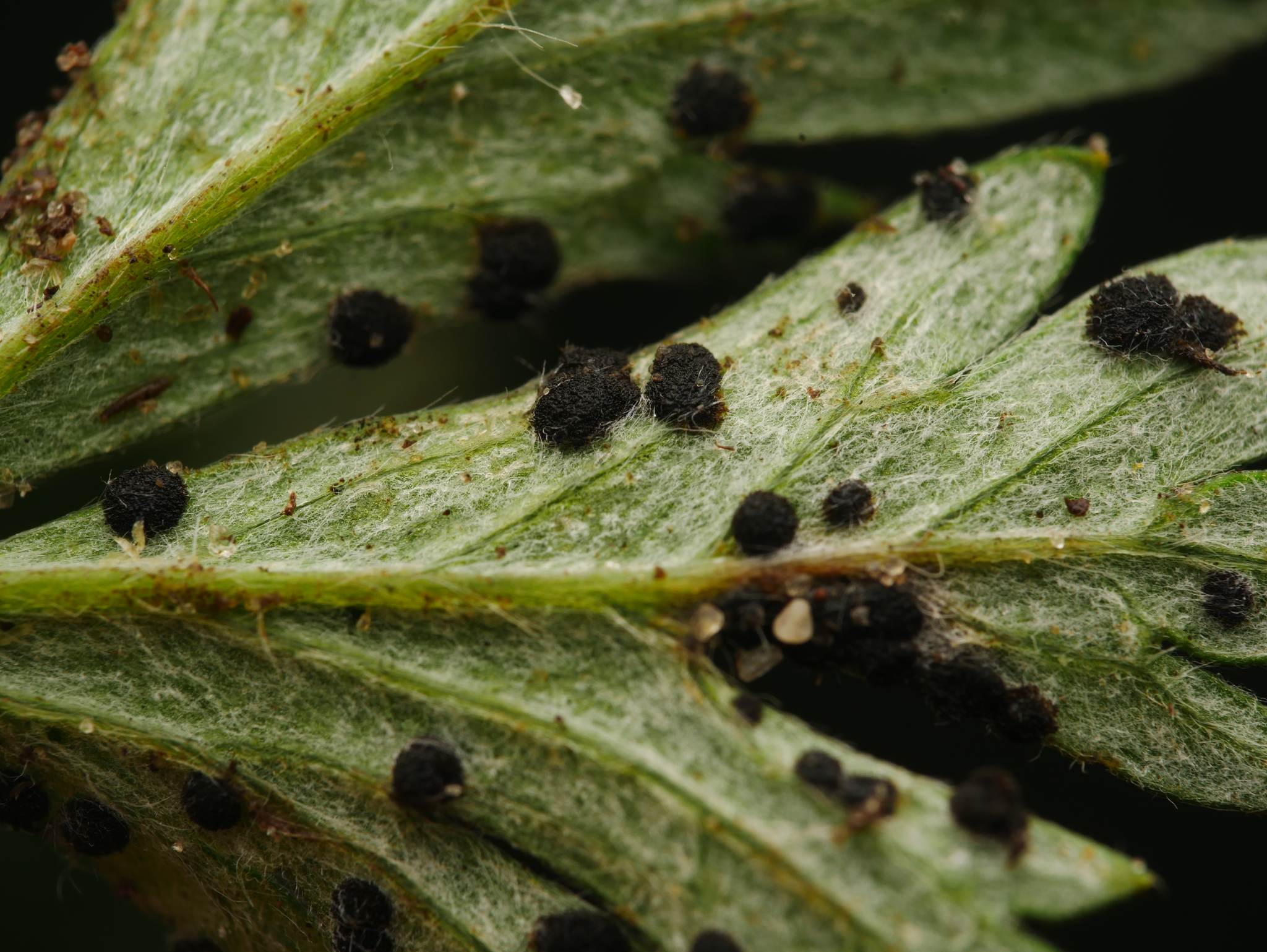 Phragmidium potentillae