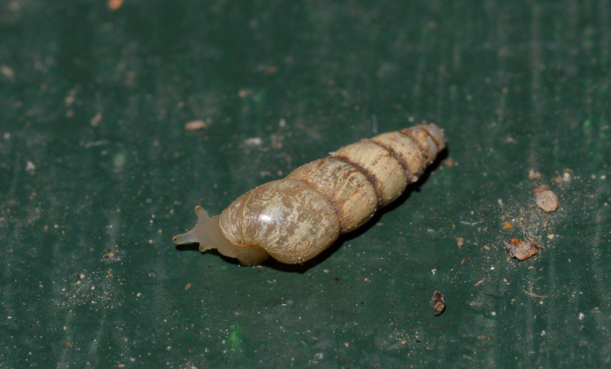 Eremopeas tuckeri