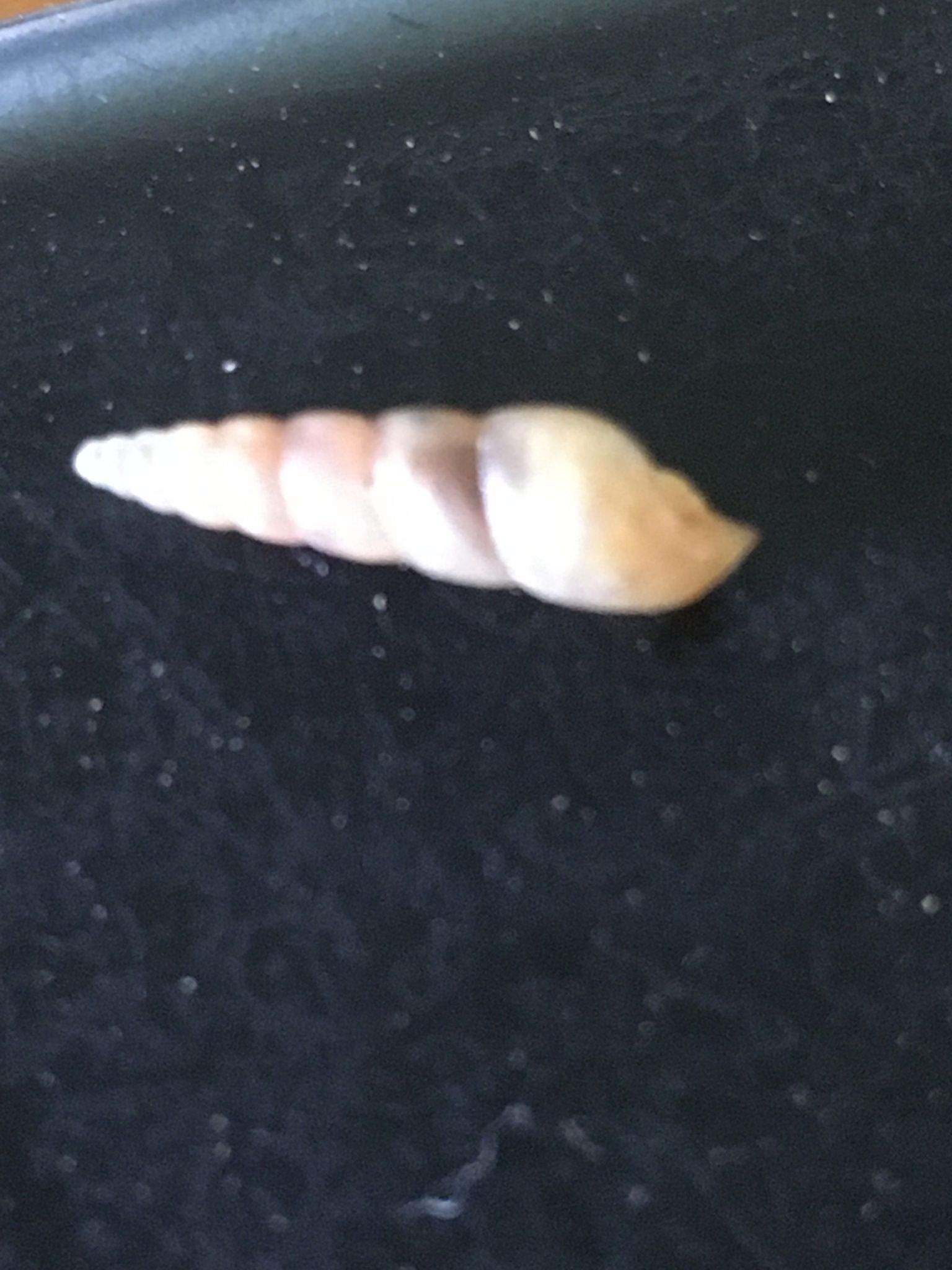 Eremopeas tuckeri