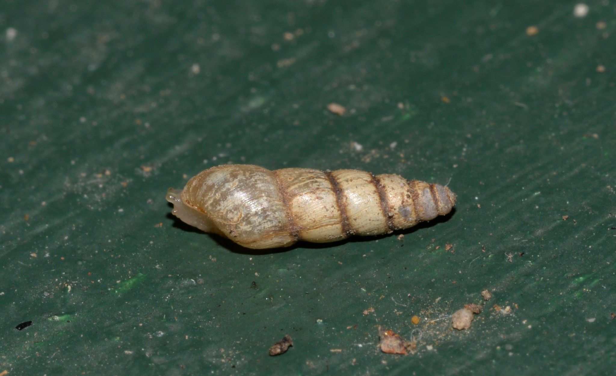 Eremopeas tuckeri