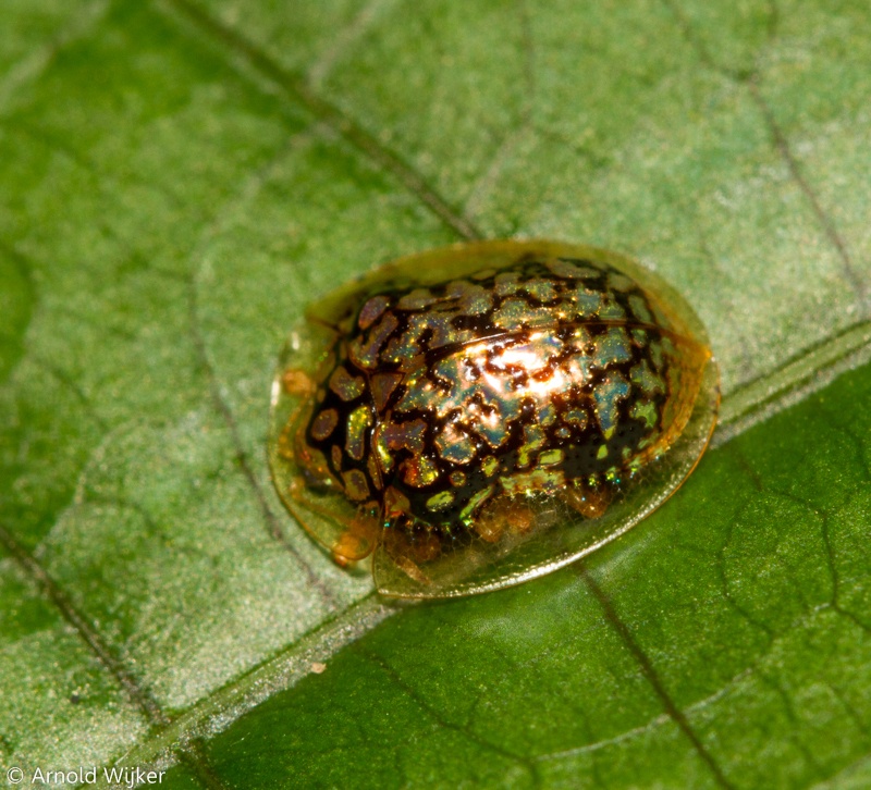 Microctenochira
