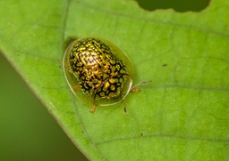 Microctenochira