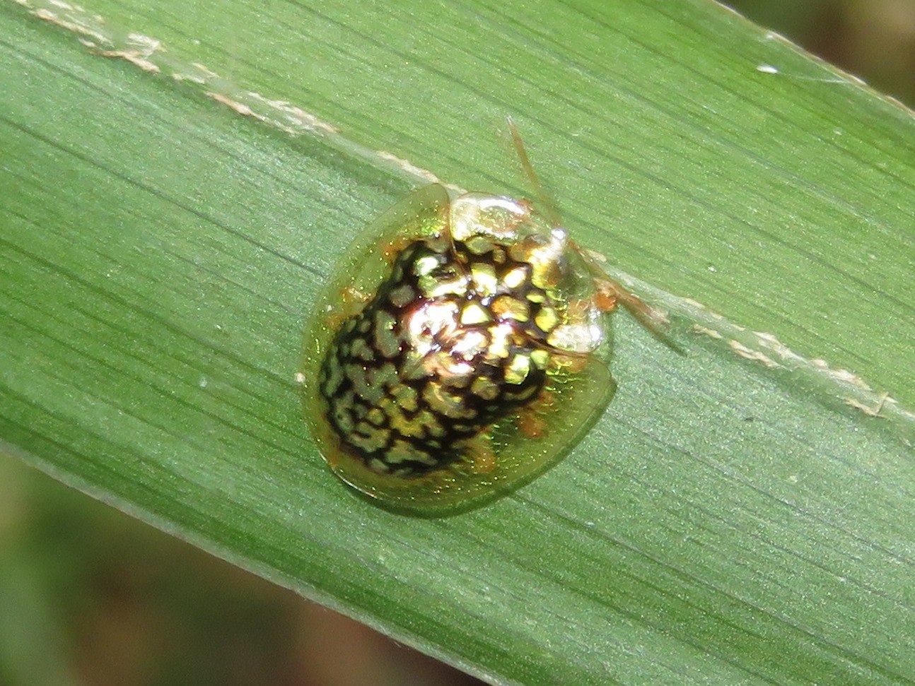 Microctenochira