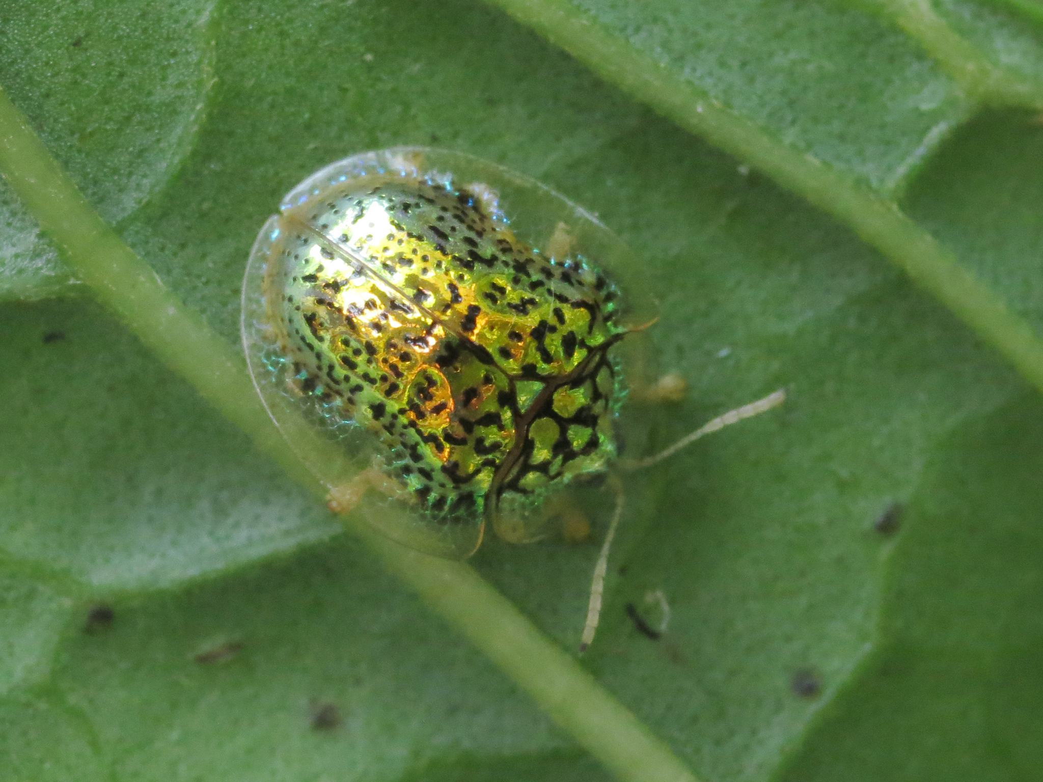 Microctenochira
