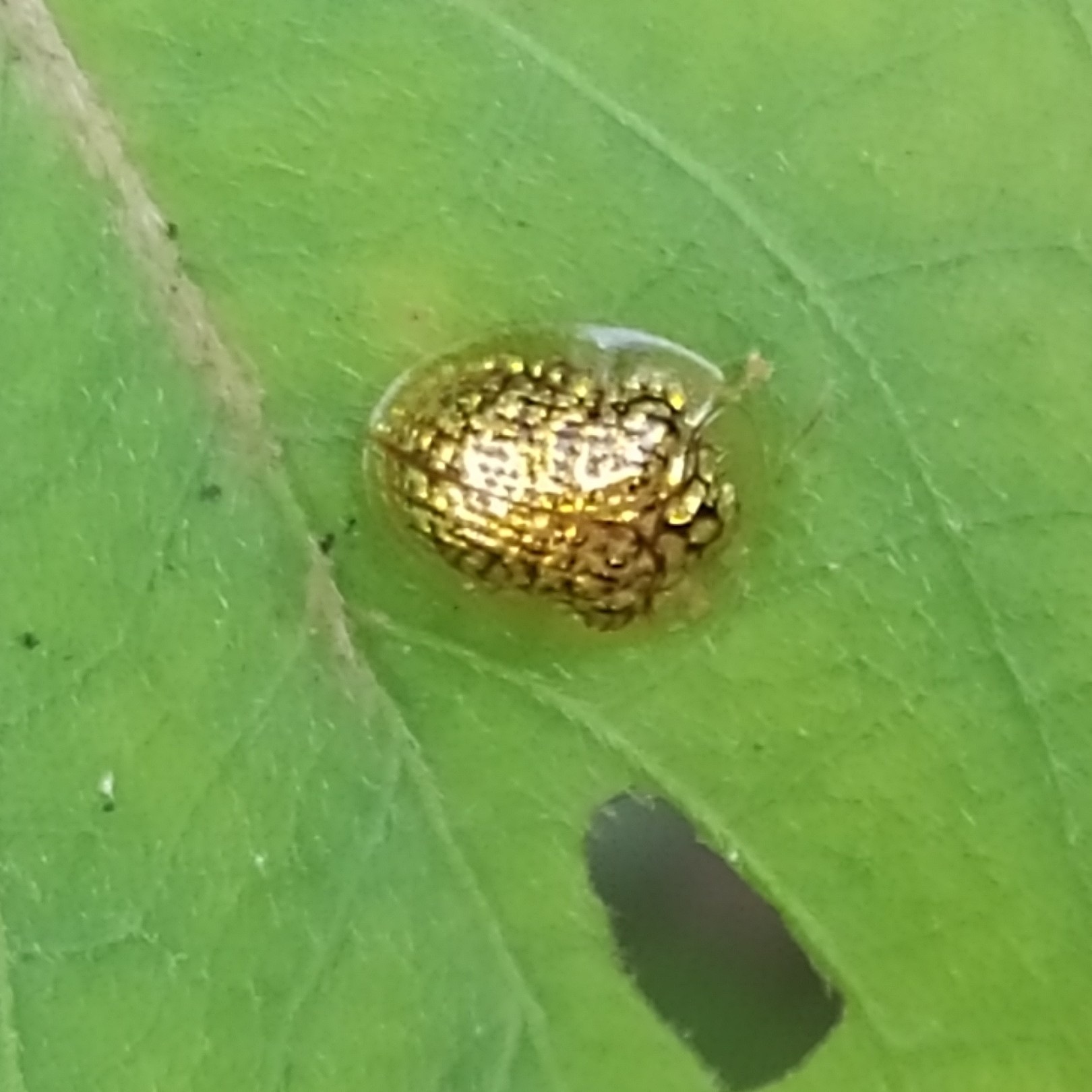 Microctenochira