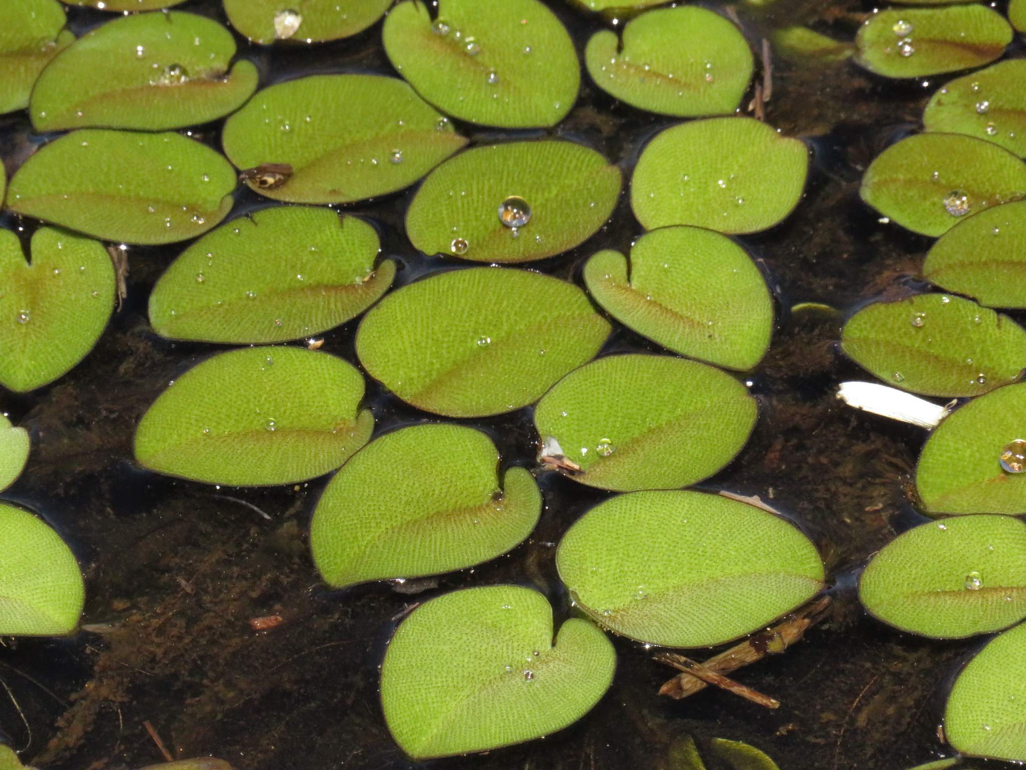 Salvinia auriculata