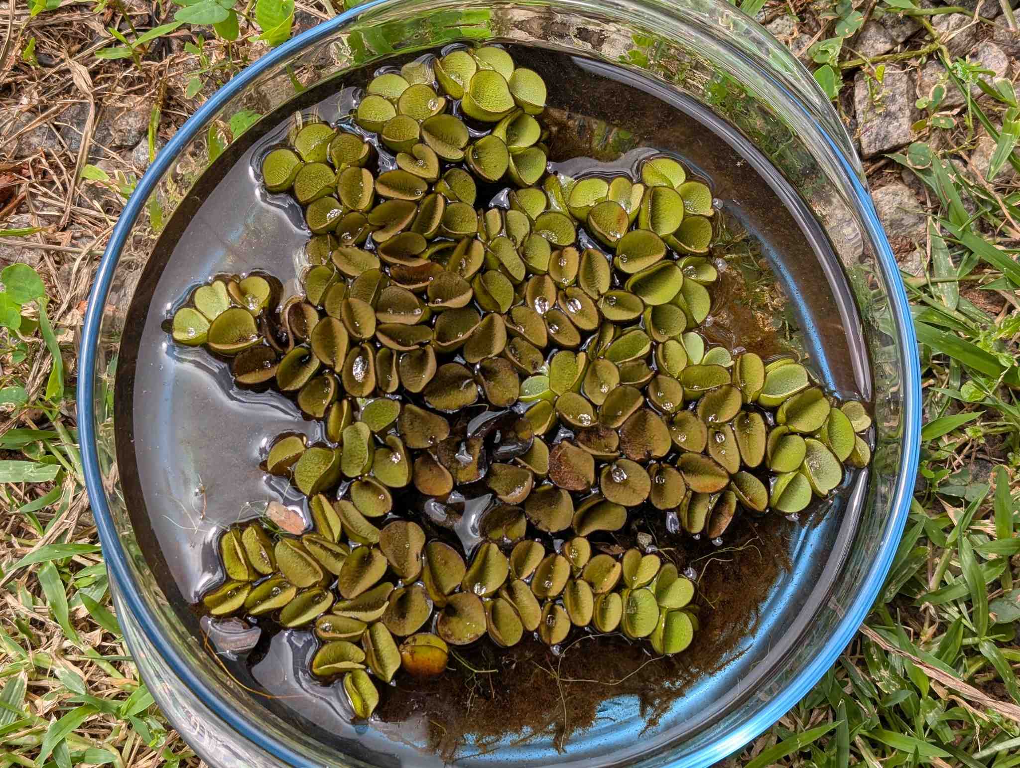 Salvinia auriculata