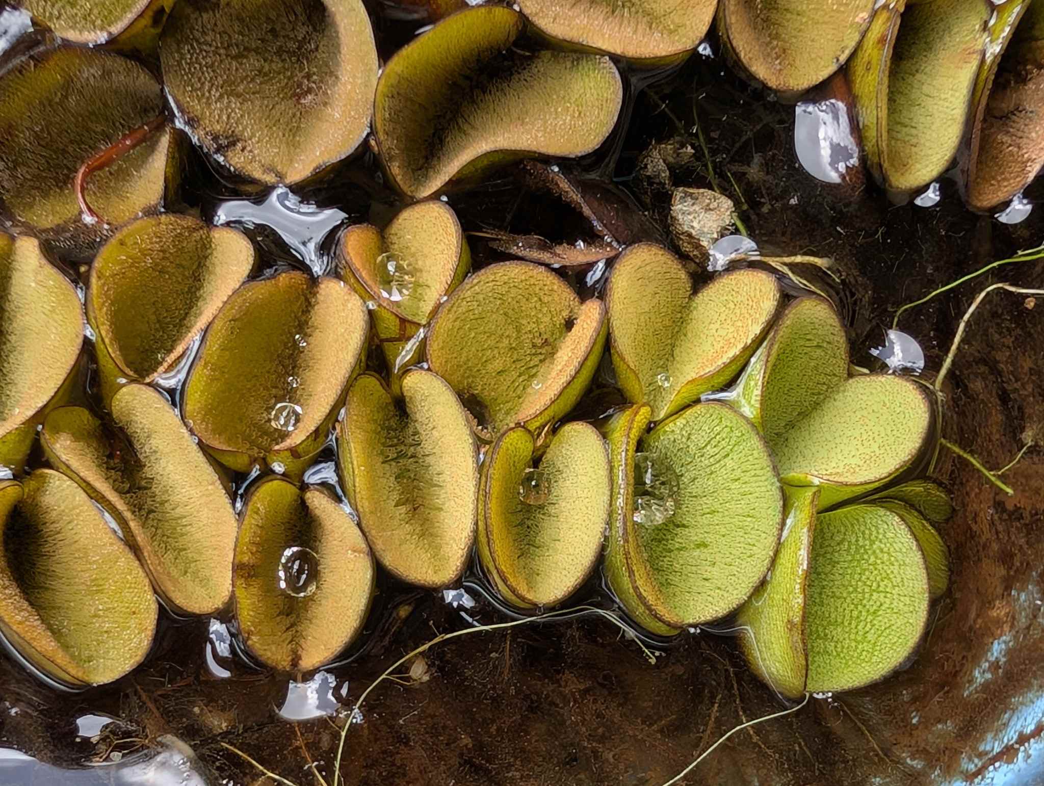 Salvinia auriculata