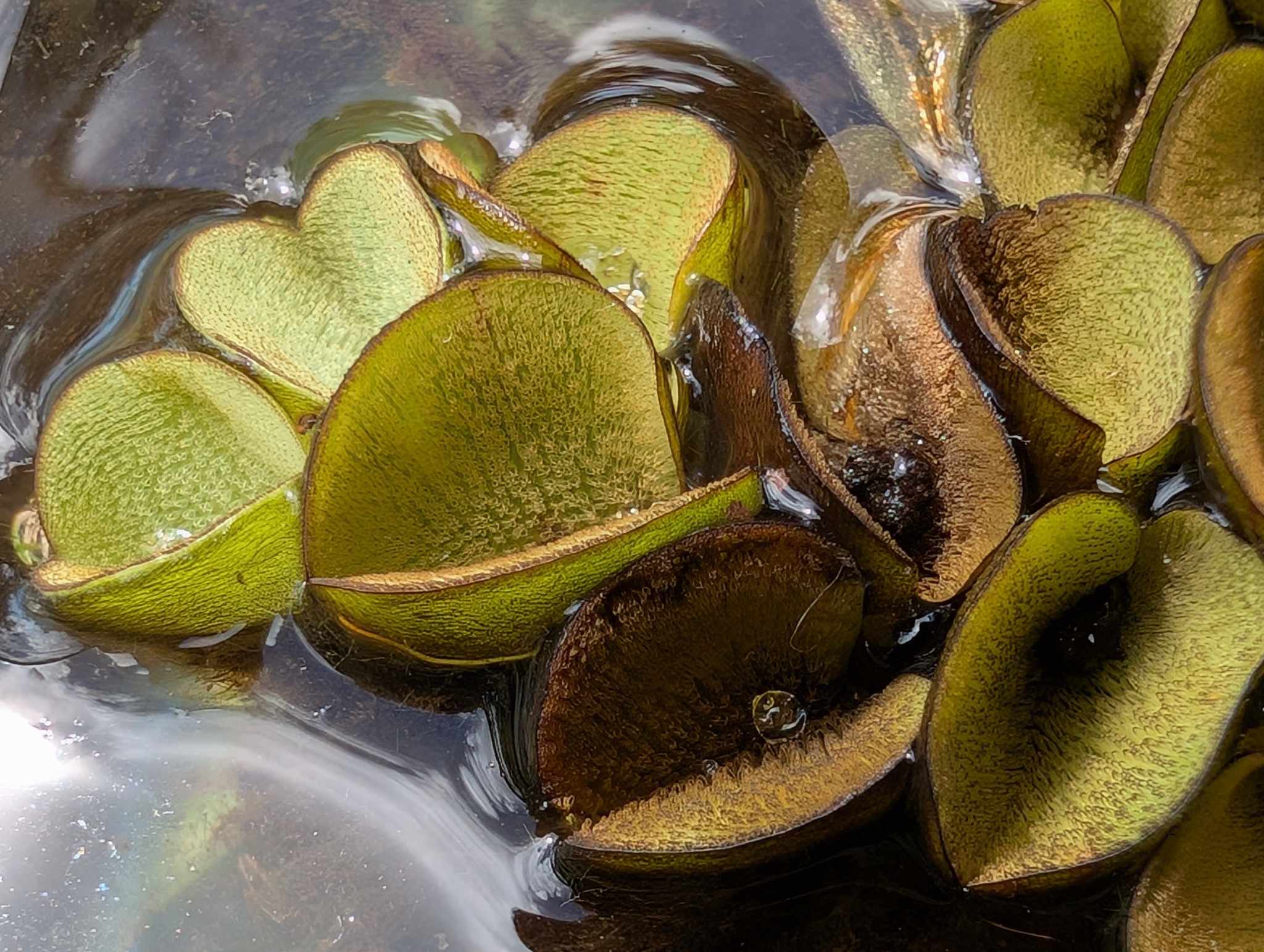 Salvinia auriculata