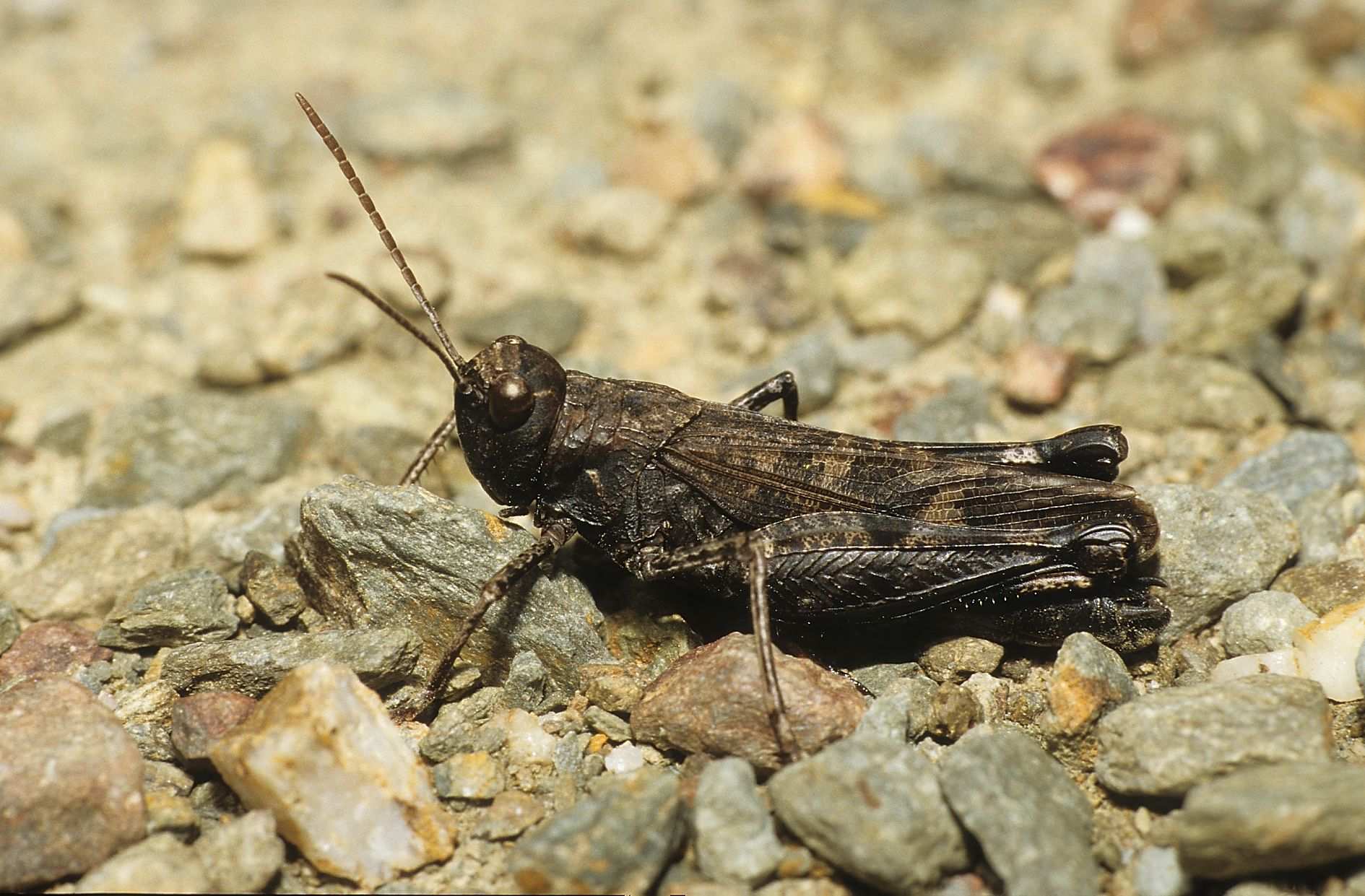 Celes variabilis