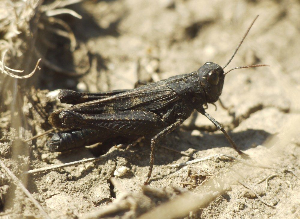Celes variabilis