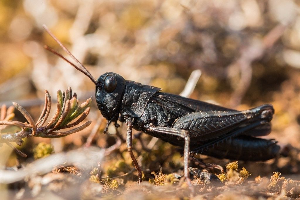 Celes variabilis