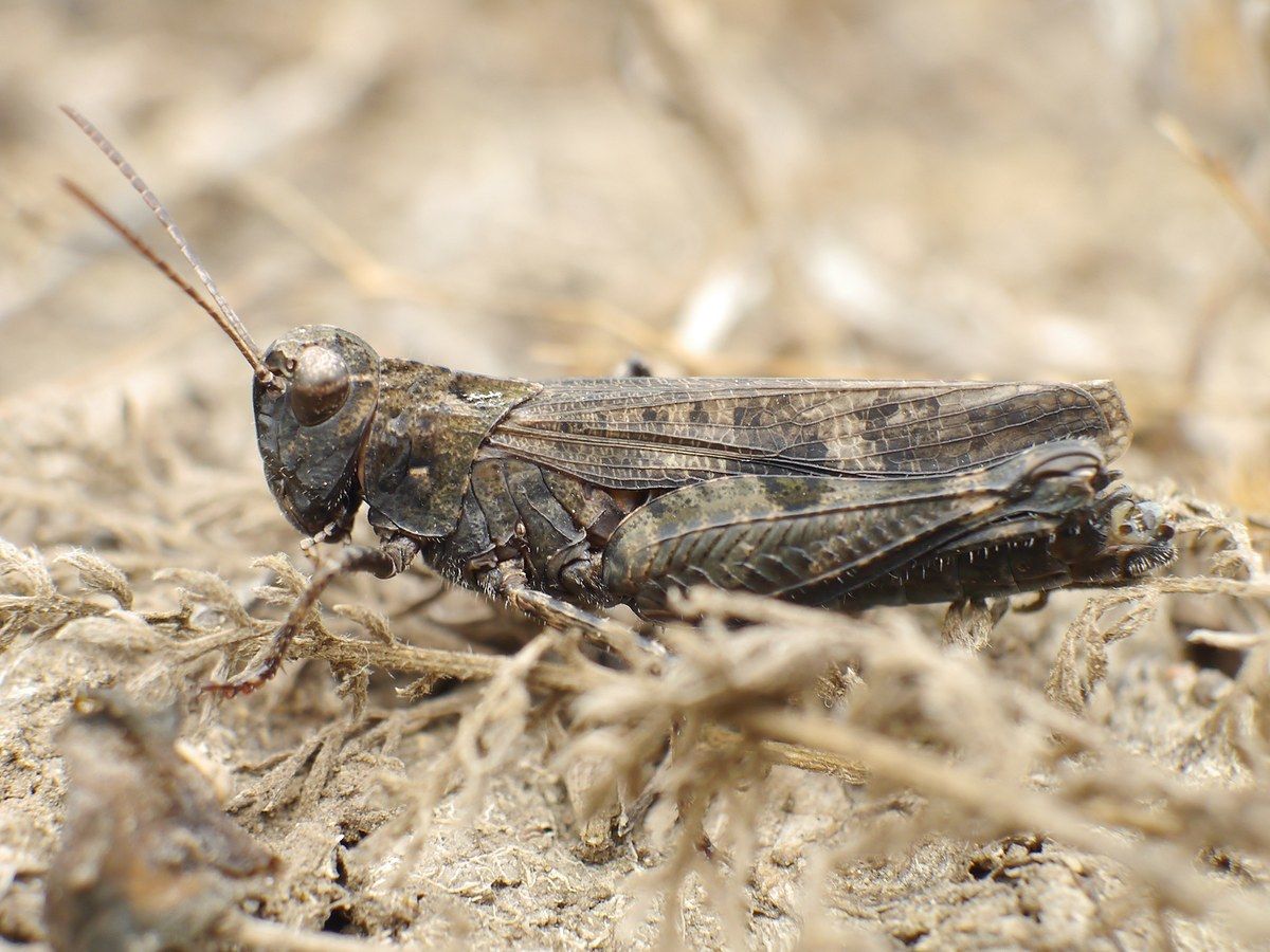 Celes variabilis