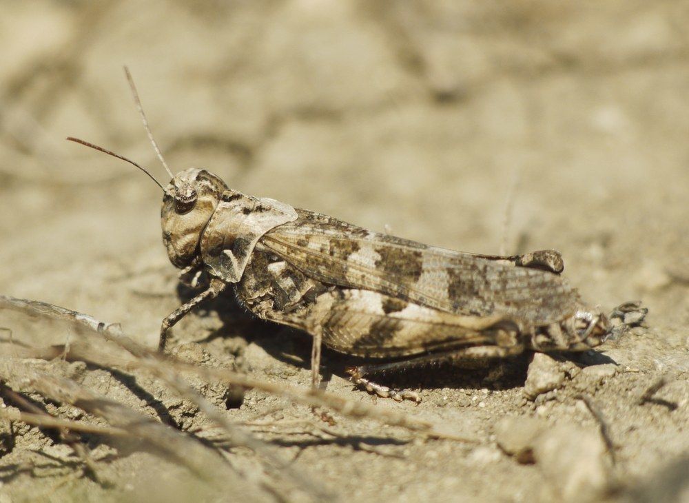 Celes variabilis