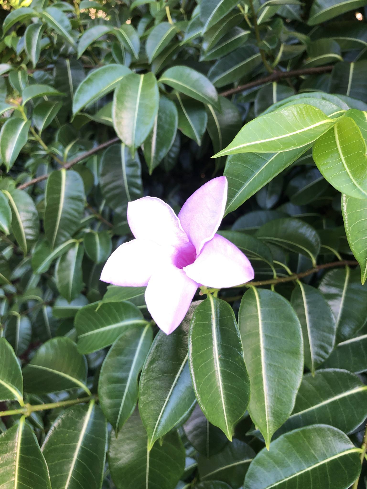 Cryptostegia grandiflora