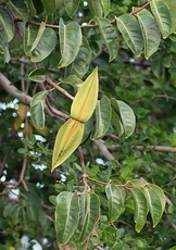 Cryptostegia grandiflora