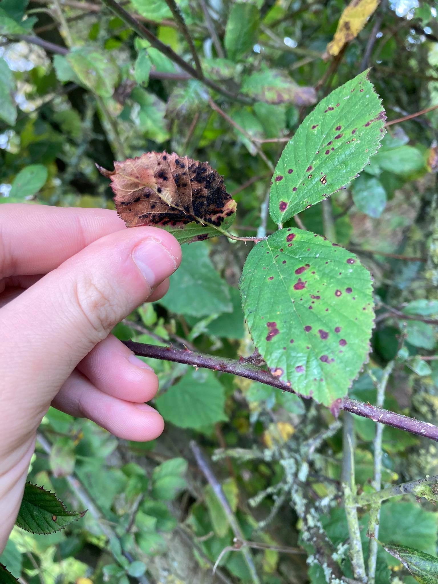 Neofabraea malicorticis