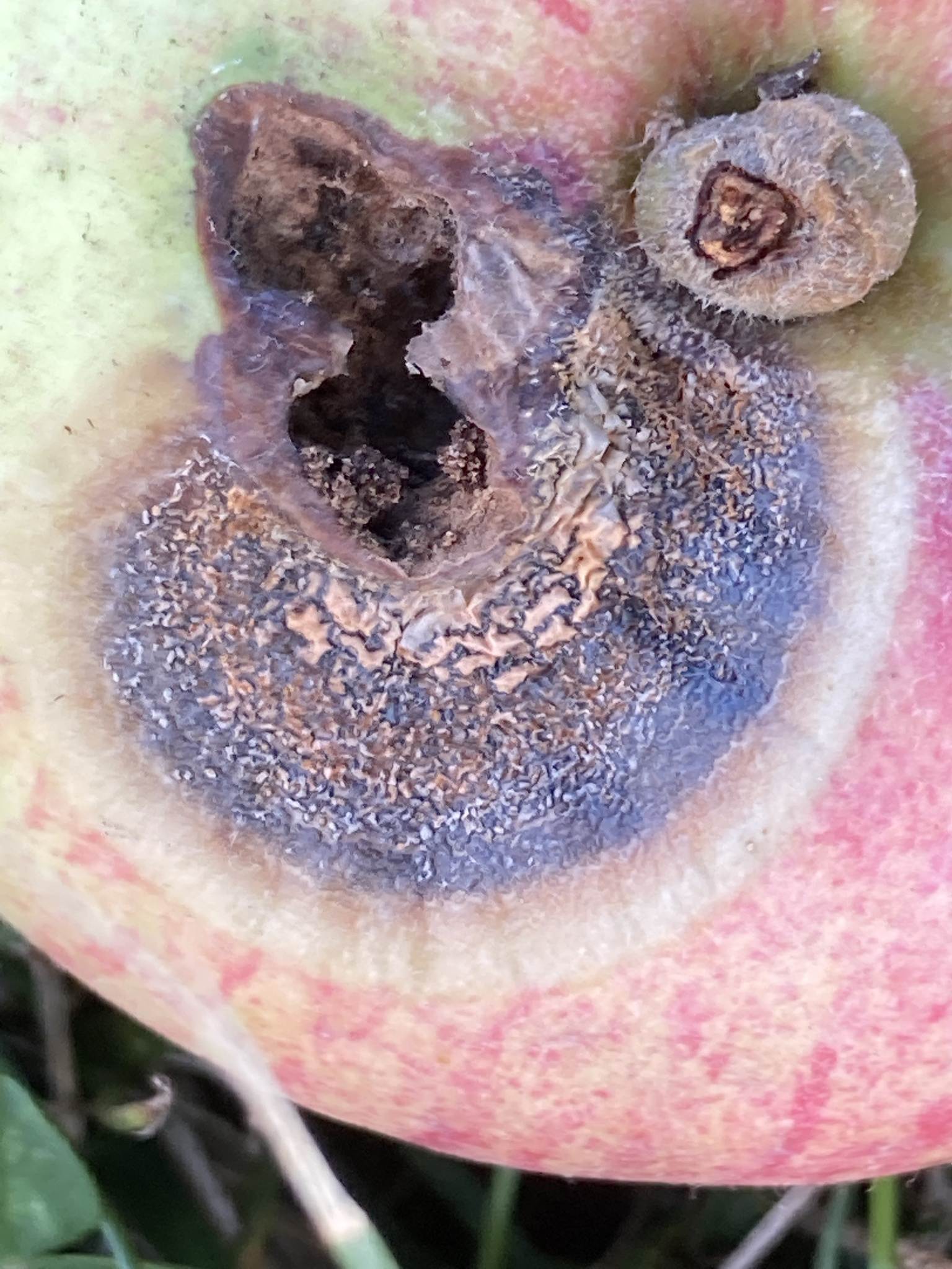 Neofabraea malicorticis