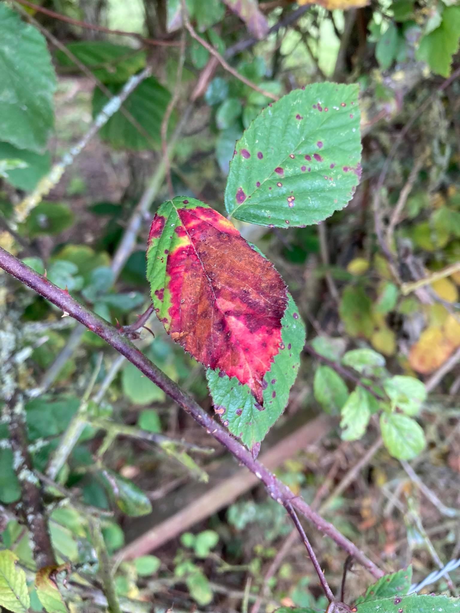 Neofabraea malicorticis