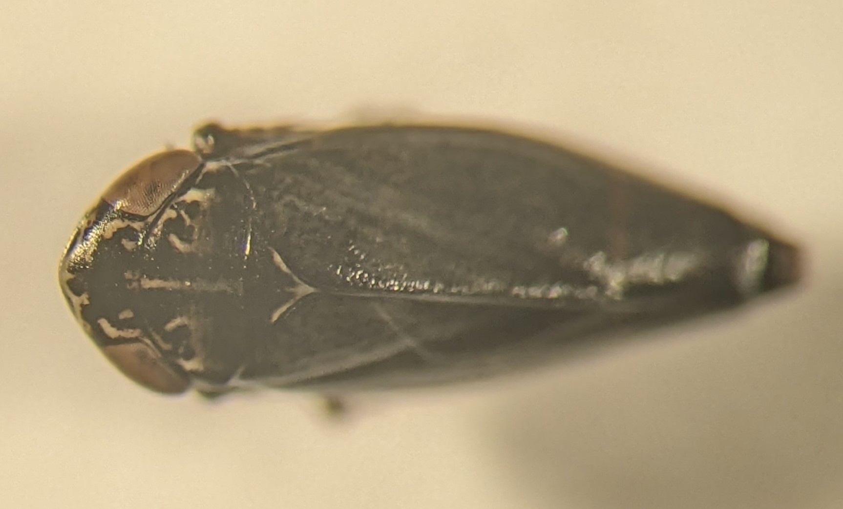 Euscelis