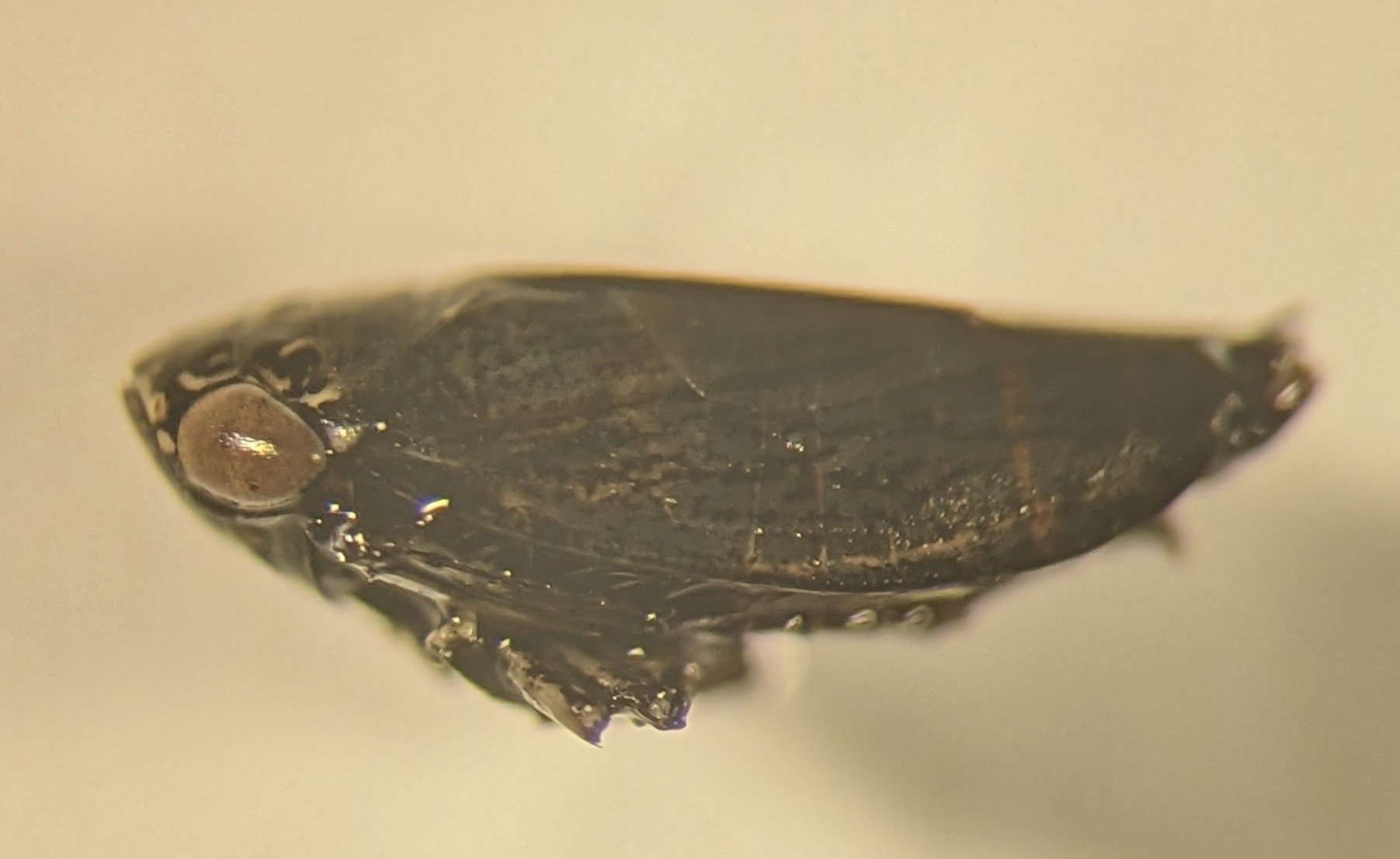 Euscelis