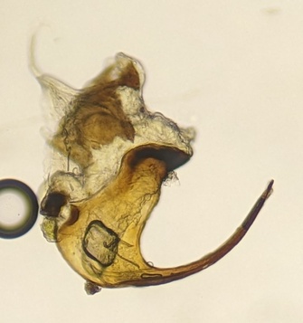 Euscelis