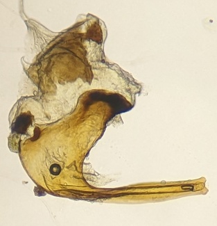 Euscelis