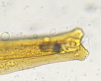 Euscelis
