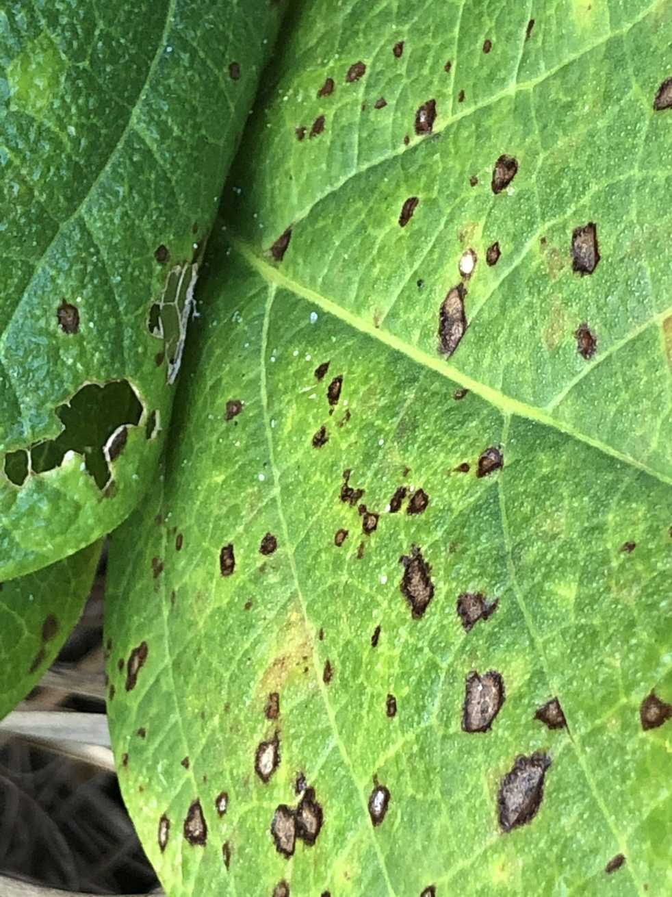 Pseudocercospora griseola