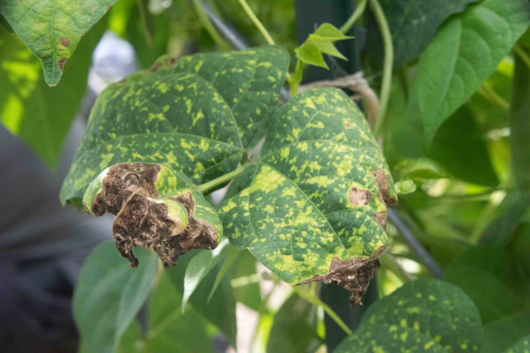 Pseudocercospora griseola
