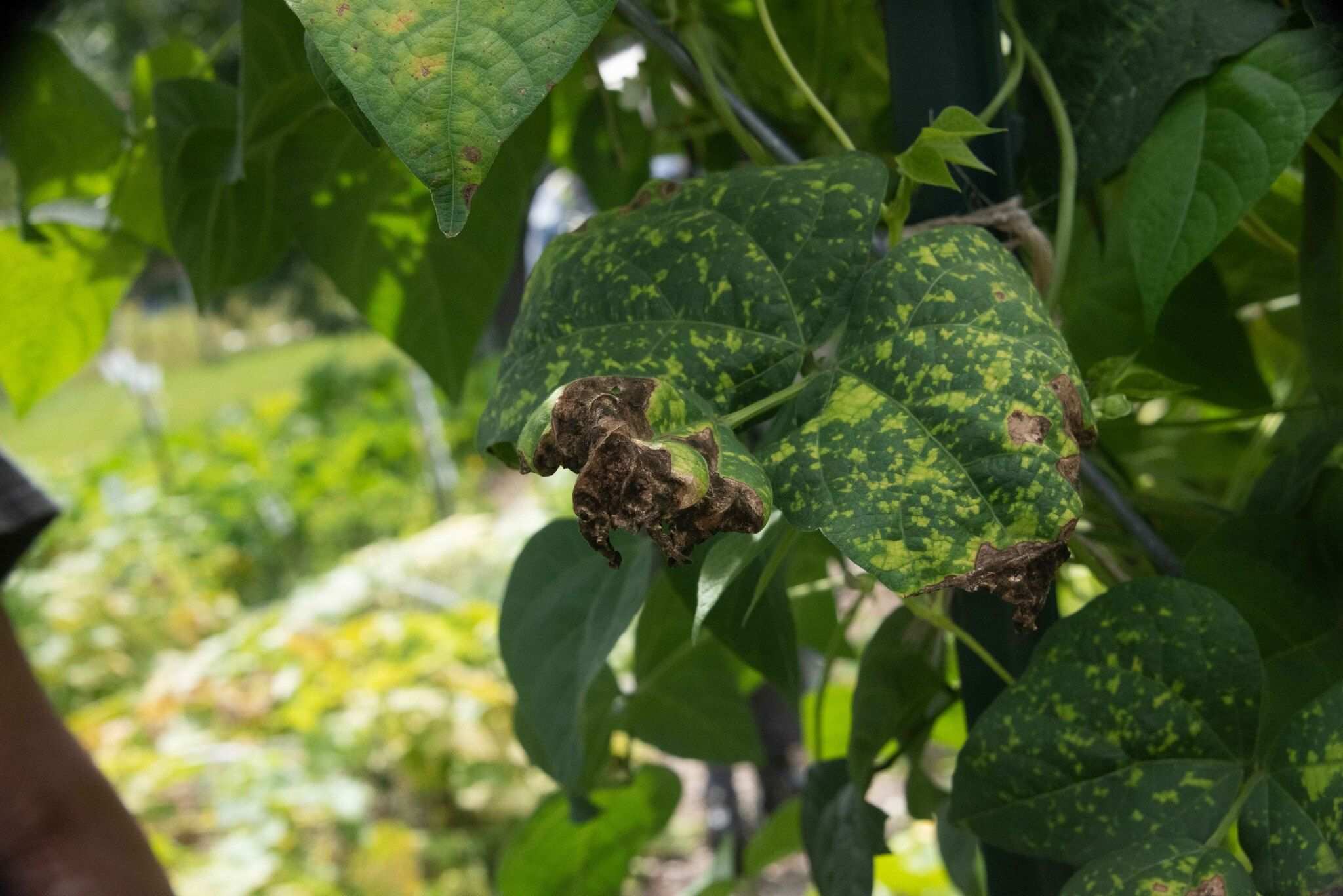 Pseudocercospora griseola