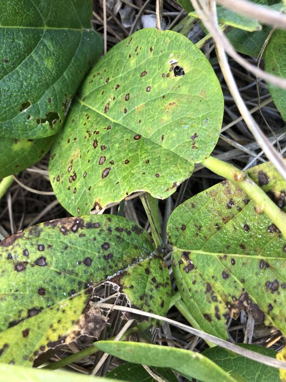 Pseudocercospora griseola