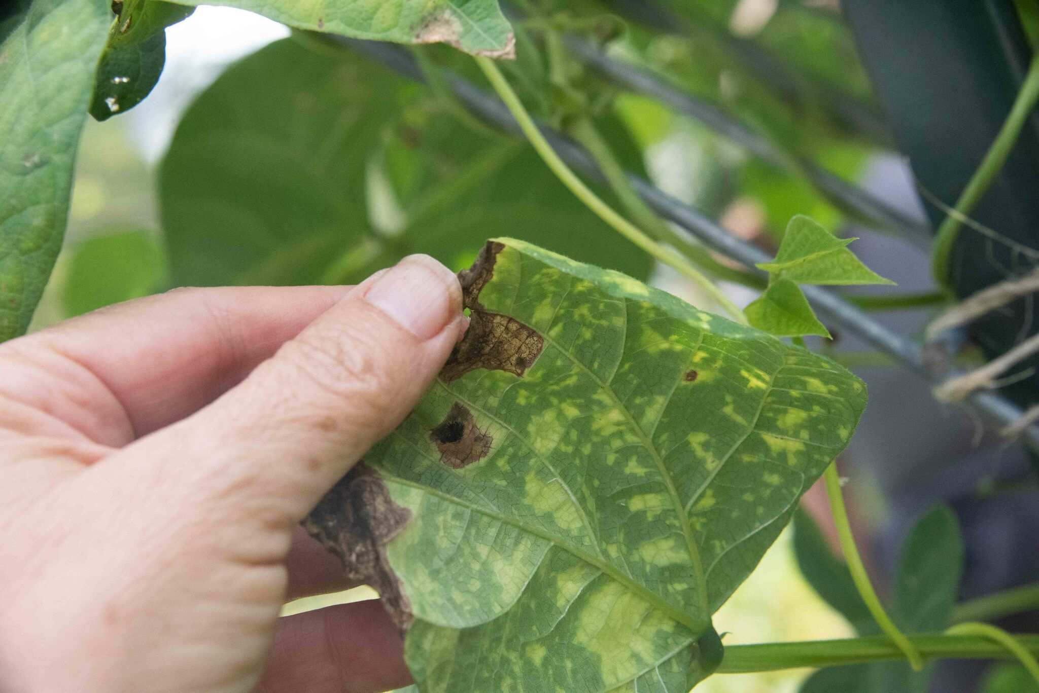 Pseudocercospora griseola