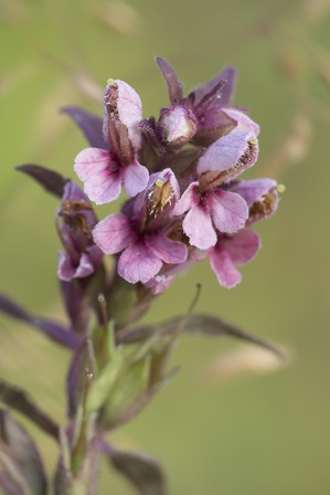 Odontites