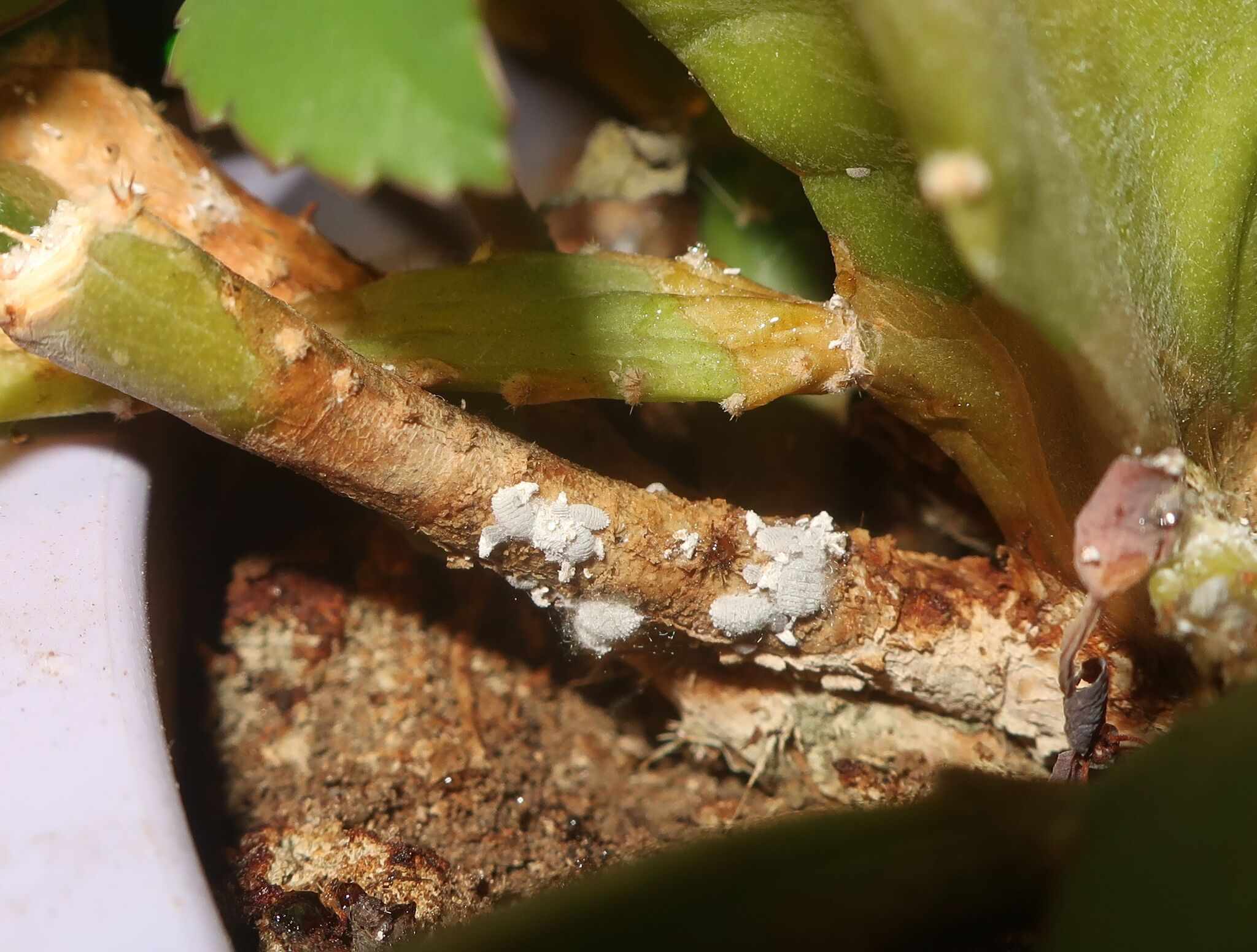 Spilococcus mamillariae