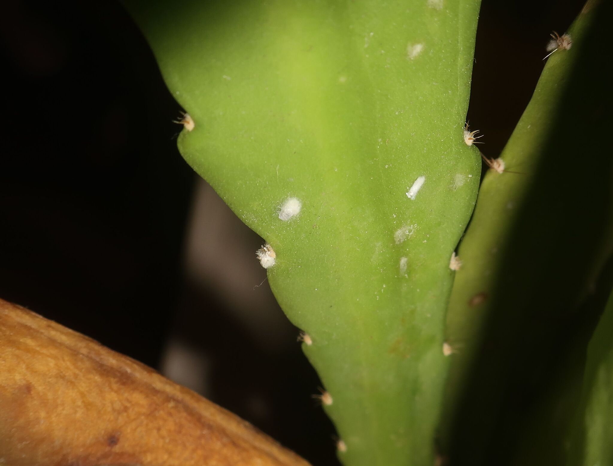 Spilococcus mamillariae