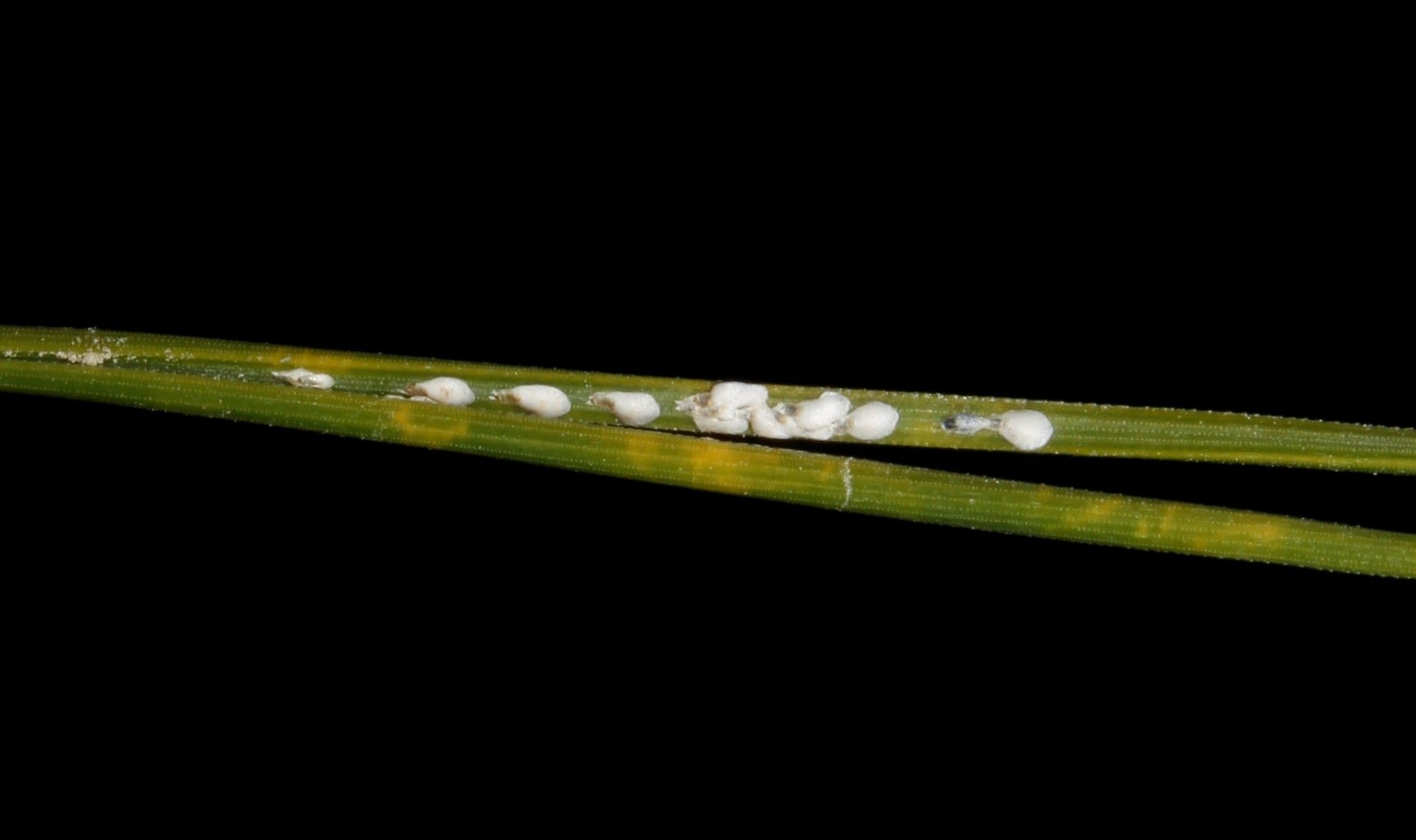 Leucaspis pusilla