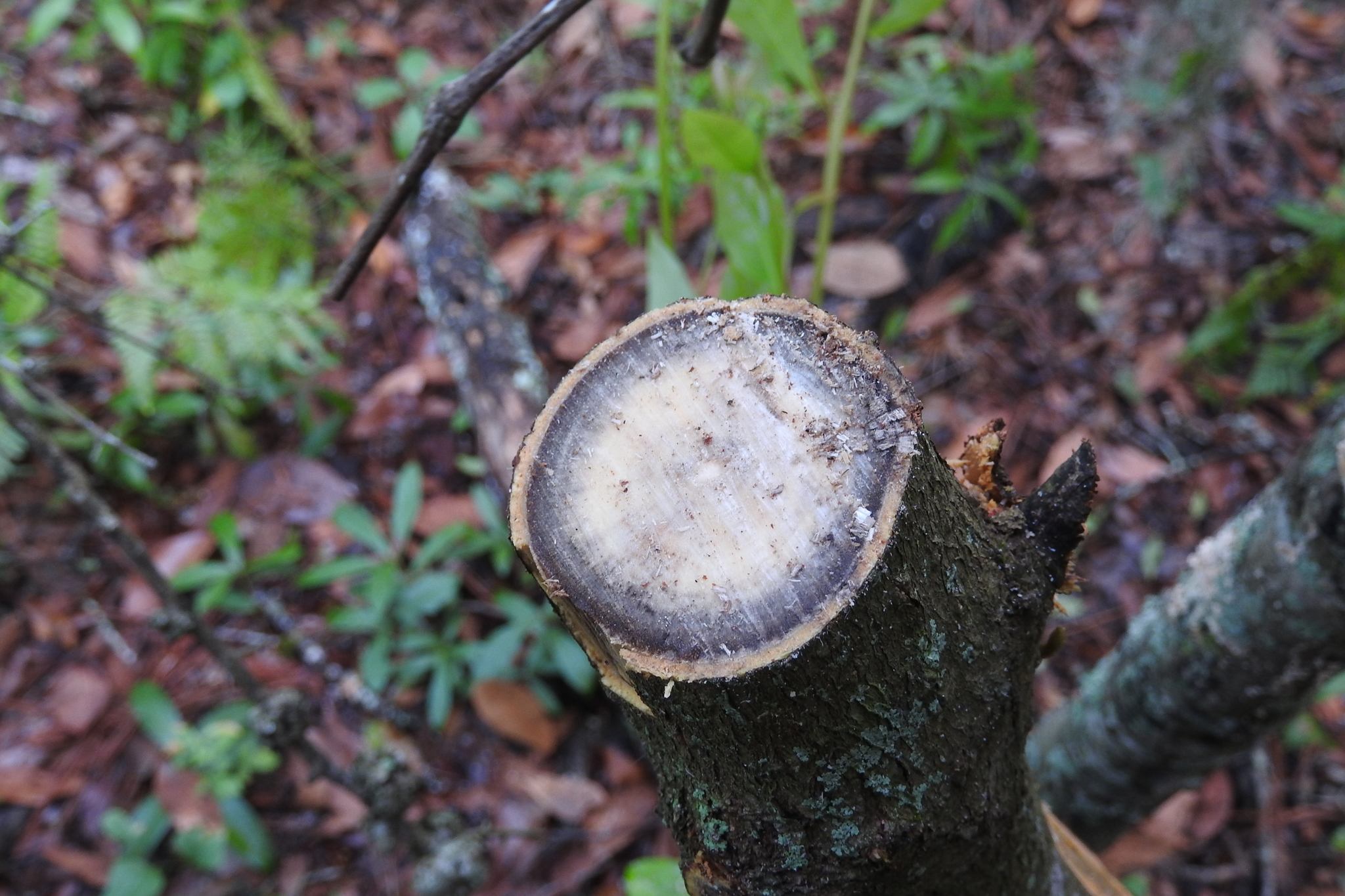 Harringtonia lauricola