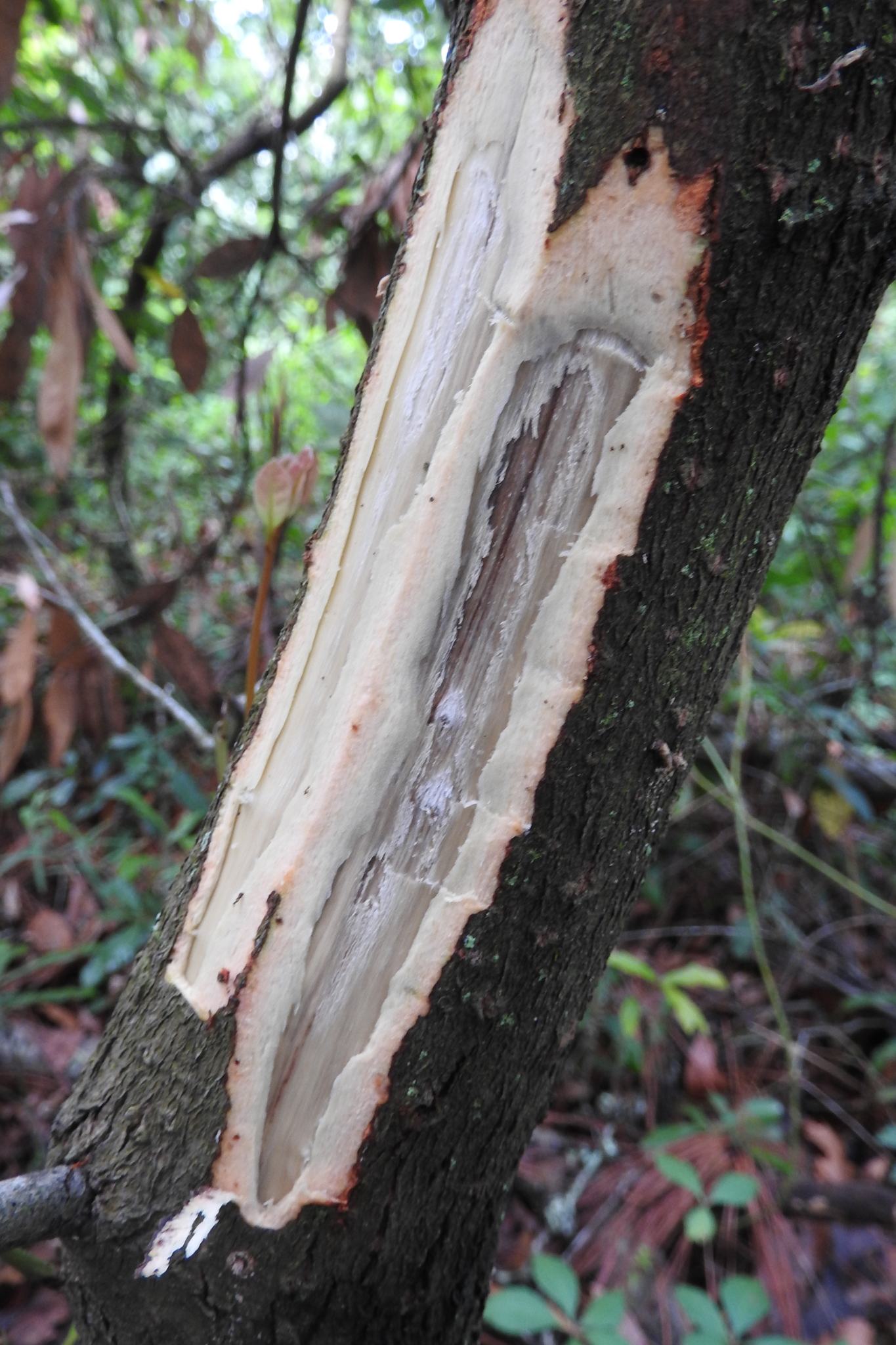 Harringtonia lauricola
