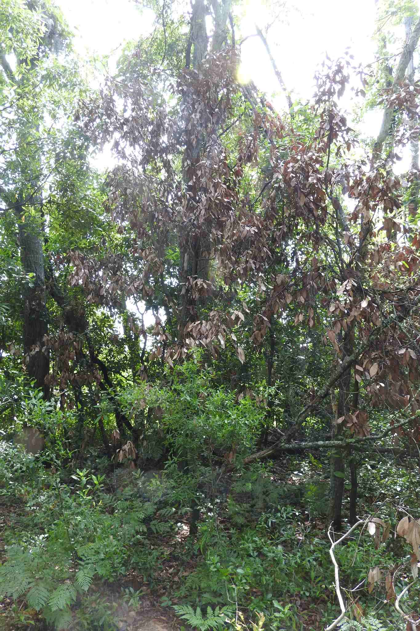 Harringtonia lauricola