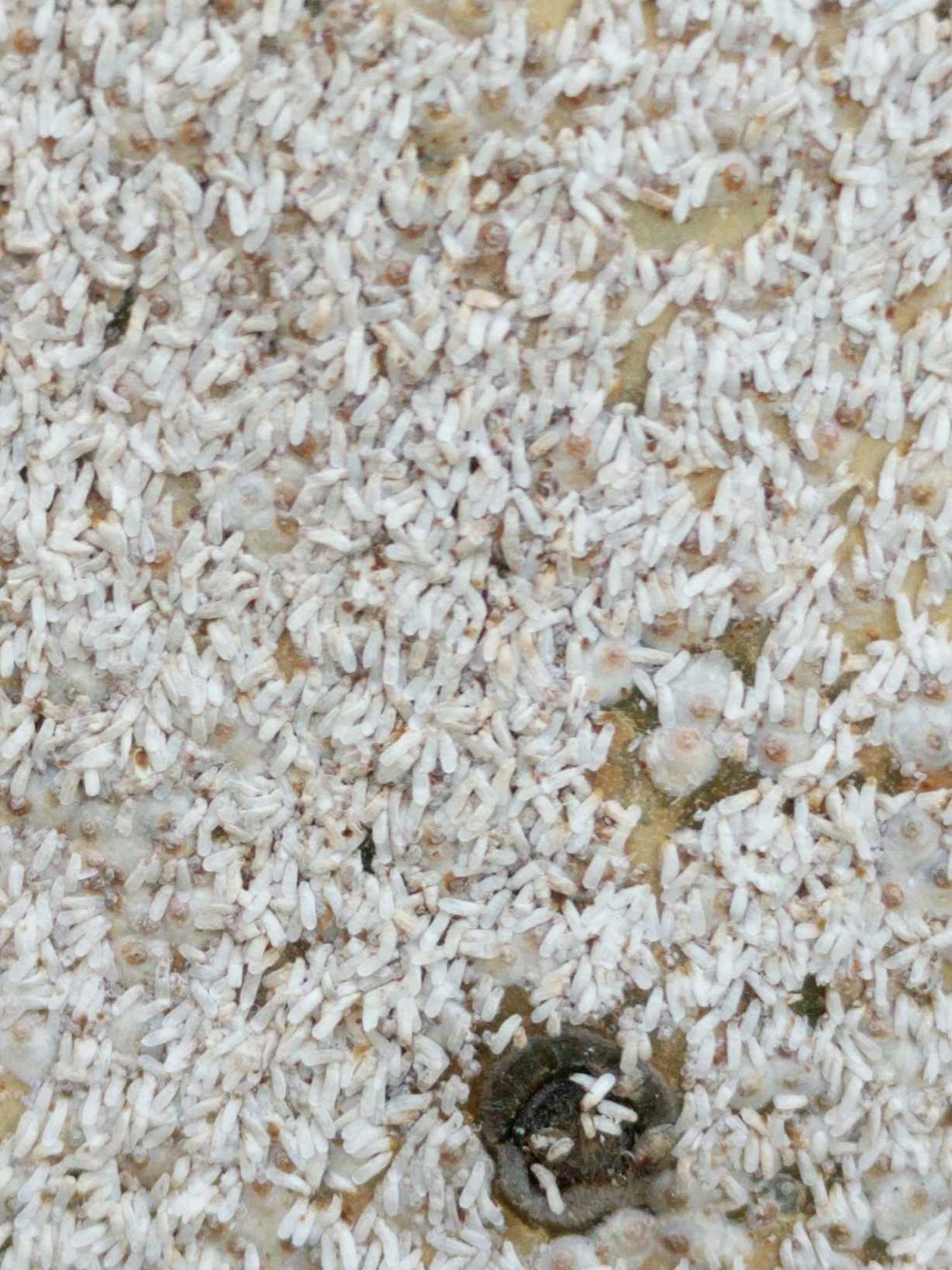 Diaspis echinocacti