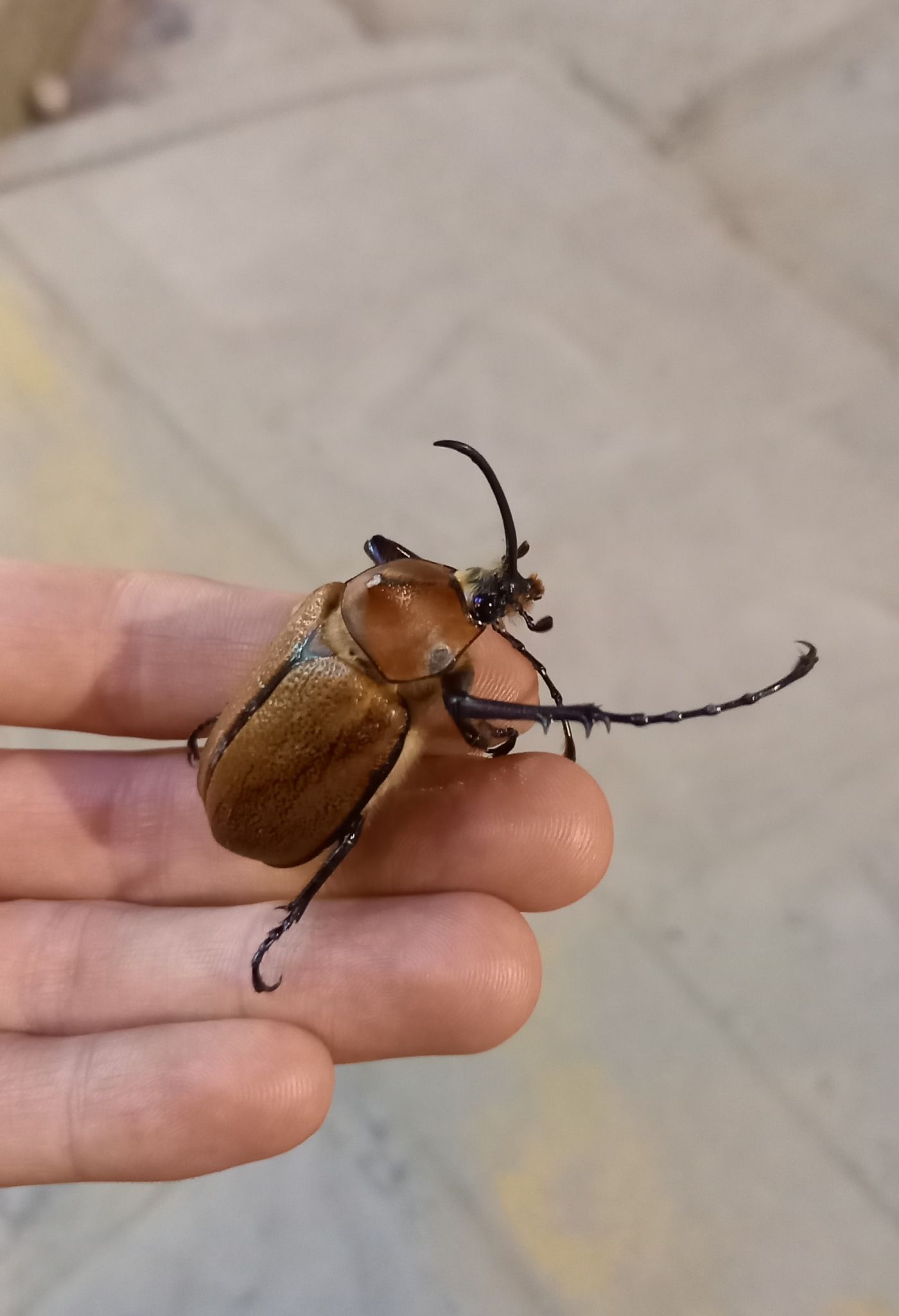 Golofa eacus