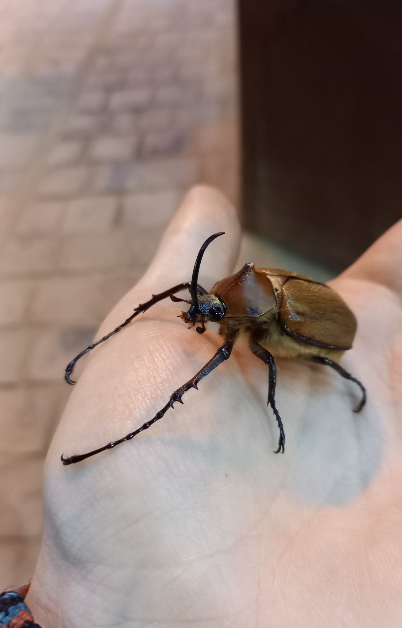 Golofa eacus